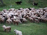 cane paratore/toccatore al lavoro con le pecore